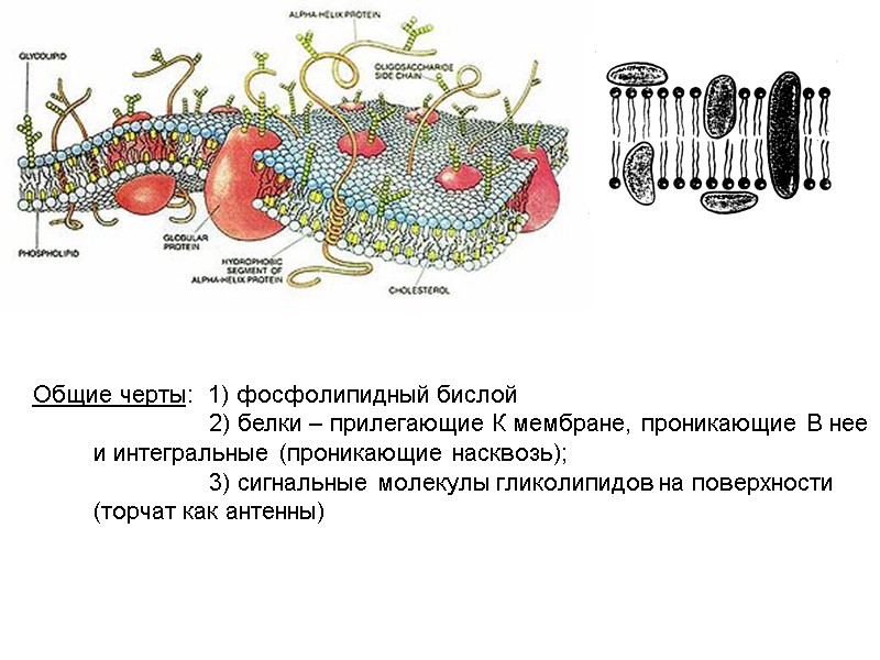 Общие черты:  1) фосфолипидный бислой   2) белки – прилегающие К мембране,